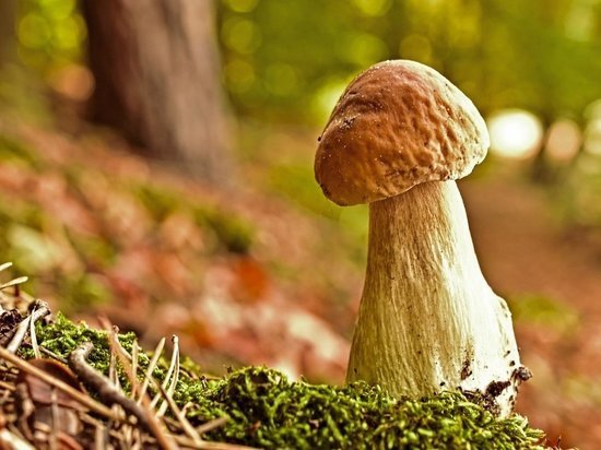 Псковское турагентство устраивает эко-тур за грибами