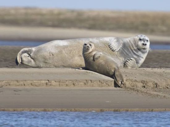 Большие и маленькие: тюлени нежатся на берегах Ямала