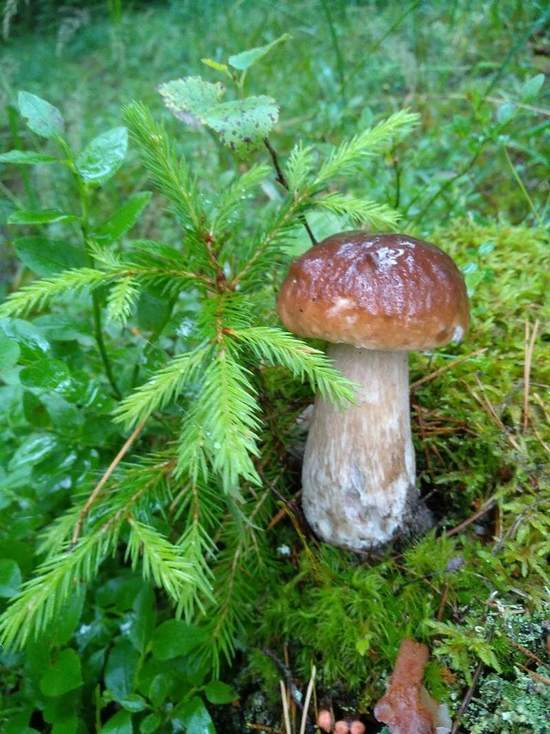 В лесах Твери и области грибники рассказывают о своих находках