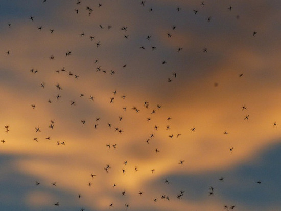 Жители Нового Уренгоя решают, нужна ли в городе обработка от насекомых