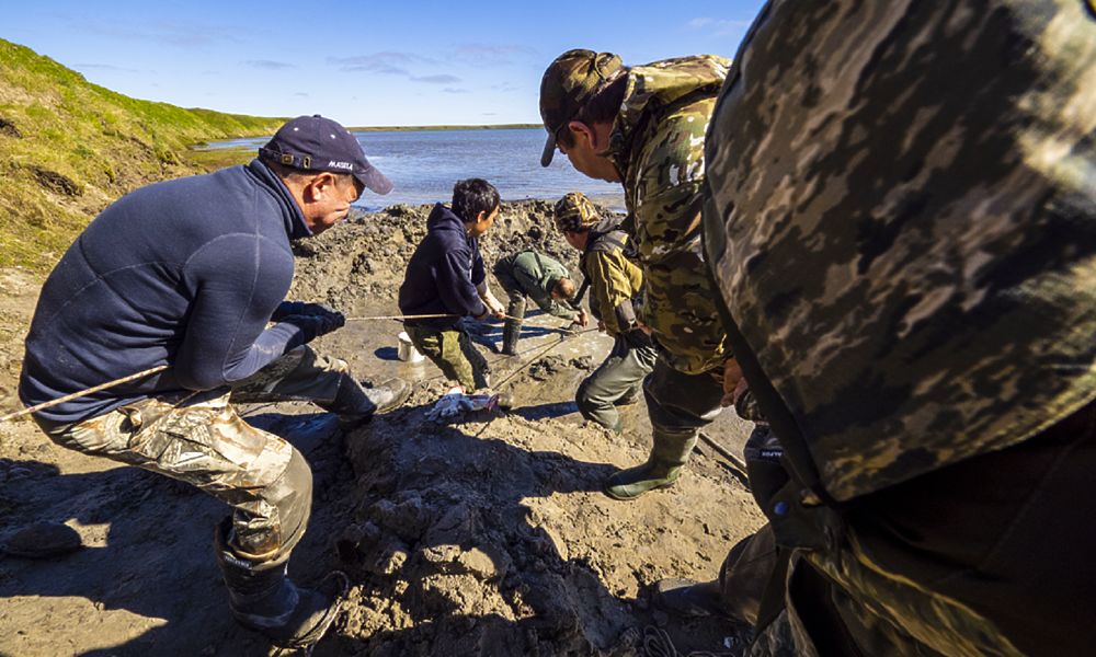 На Ямале продолжают находить фрагменты скелета мамонта: фоторепортаж