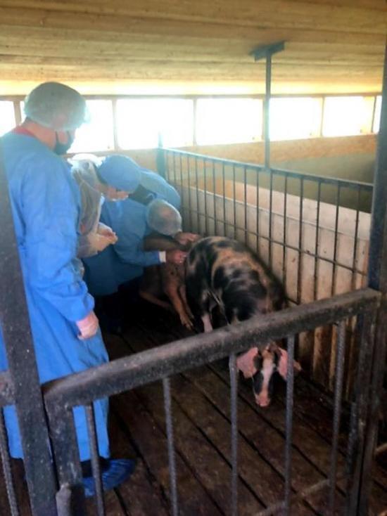 Карантин по африканской чуме свиней ввели в двух районах Псковской области