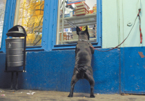 Ежегодно в Москве от своих хозяев убегают более 10 тысяч собак, а если прибавить к этому числу случаи, зафиксированные в Подмосковье, — и того больше