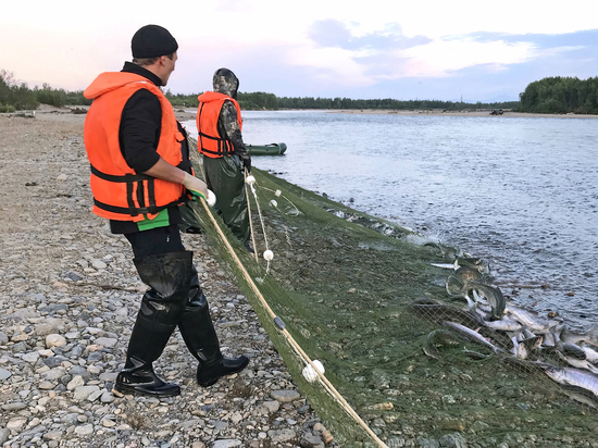Вылов лосося на Колыме запретили: нерест оказался ниже обычного