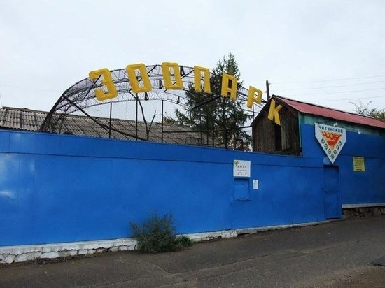 Соболь укусил ребенка за палец в читинском зоопарке