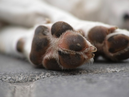 На острове Отдыха отравили бездомных собак