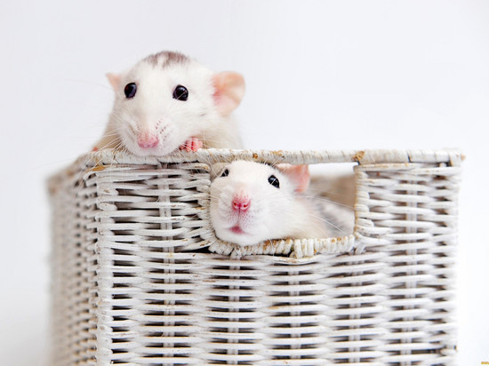 В новосибирском институте родились долгожданные ковидные мыши