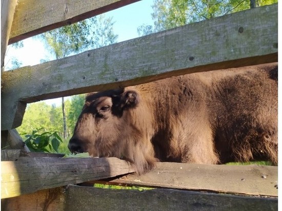 В Смоленской области россияне могут усыновить современников мамонтов