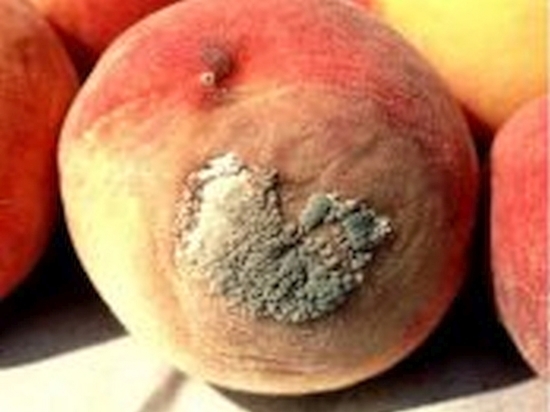 На Смоленщину везли почти 20 тонн персиков с ДНК бурой гнили