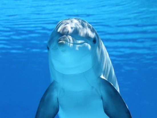 В Алуште объяснили, зачем изрубили дельфина на куски
