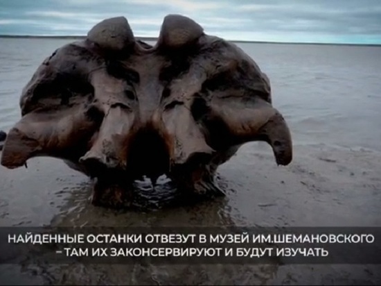 На Ямале снарядили вторую экспедицию к останкам мамонтов у Сеяхи