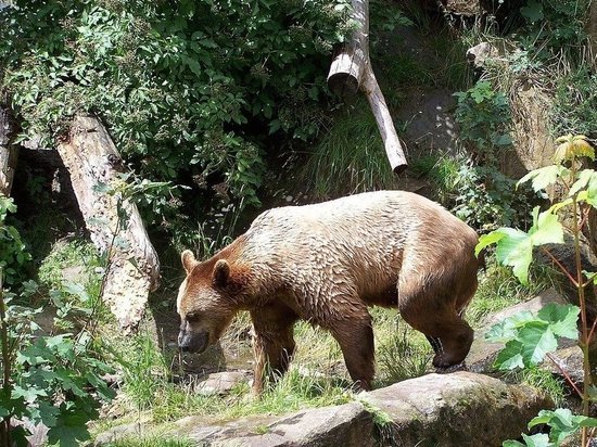 Псковичка увидела медведя в псковском лесу