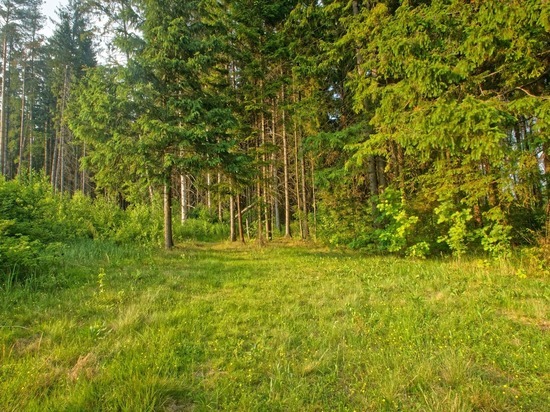 В Удмуртии восстановили более 5 тыс. га леса