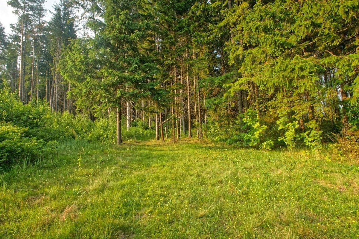 фото леса любительское