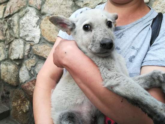 Спасен зажатый шесть дней между стенами щенок в Чите