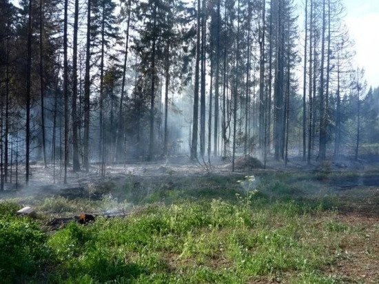Леса горят в Пуровском и Надымском районах Ямала