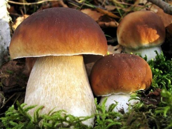 Костромские реалии: чтобы набрать белых грибов в лес идти не обязательно