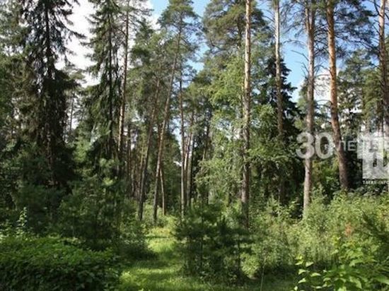 Из-за риска лесных пожаров в РТ вновь объявили штормовое предупреждение