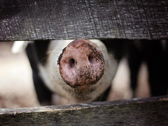 Незаконный скотомогильник с больными свиньями нашли под Куньей