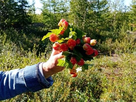 Северная ягода: жители ЯНАО хвастаются урожаем морошки