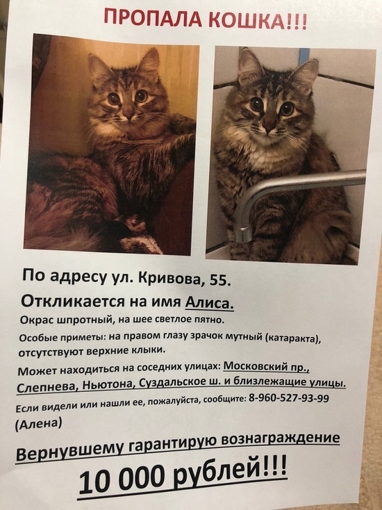 В Ярославле за сбежавшую  кошку объявили многотысячную награду