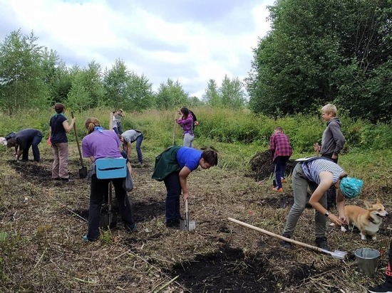 Волонтерский лагерь развернули возле деревни Горожане псковские археологи