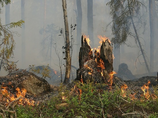 Забайкалец заплатит 185 тыс рублей за поджог леса