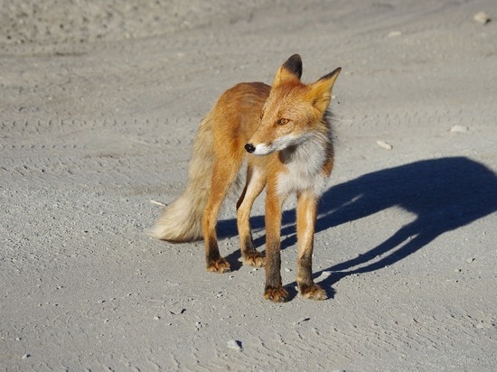 В Смоленске по улице Дружбы бегает лиса