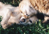 Сажать подростков-живодеров за издевательства над собаками и кошками в тюрьму с 14 лет предложили эксперты ОНФ