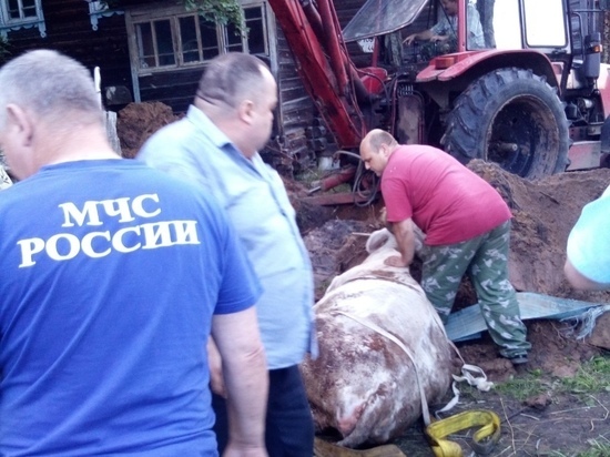 Костромские спасатели в Кологривском районе выручали корову при помощи экскаватора