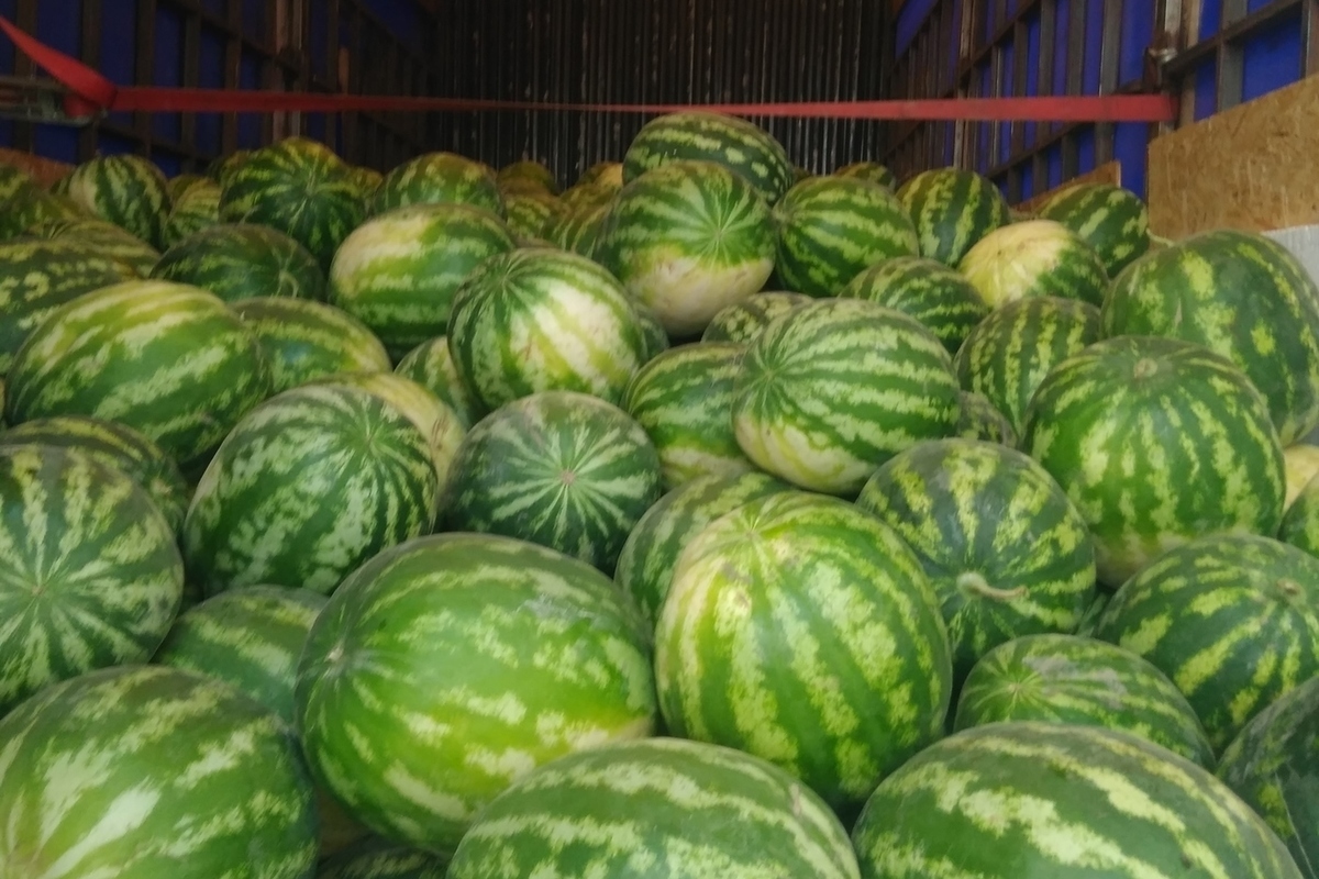 оренбург арбузы. арбузов оренбург. арбузов оренбург. арбузы и дыни на рынке. арбузы на рынке.