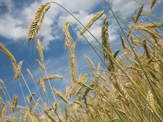 6 тысяч тонн зерна намолотили в Псковской области
