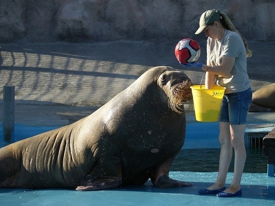 Выступления моржей и морских котиков возобновляют в зоопарке Удмуртии