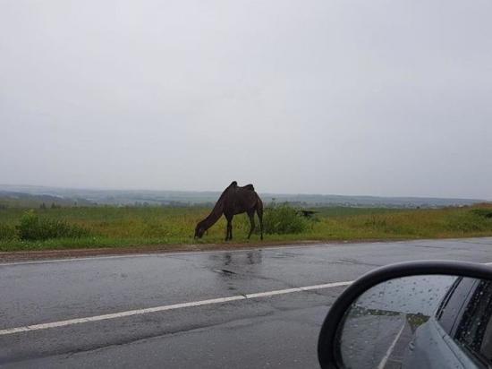 Гуляющих верблюдов заметили около деревни Бураново