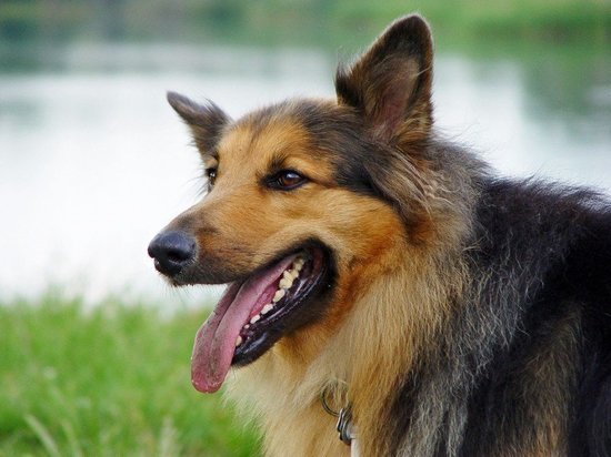 Собаки, крысы, белки: Лабытнанги и Красноселькупский район лидируют по числу пострадавших от укусов животных