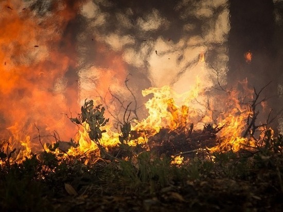 За сутки в селе Зарево сгорела огромная площадь земли