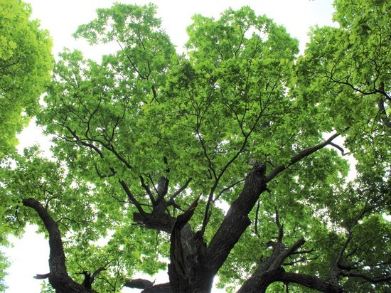 Чувашский дуб может стать главным деревом России