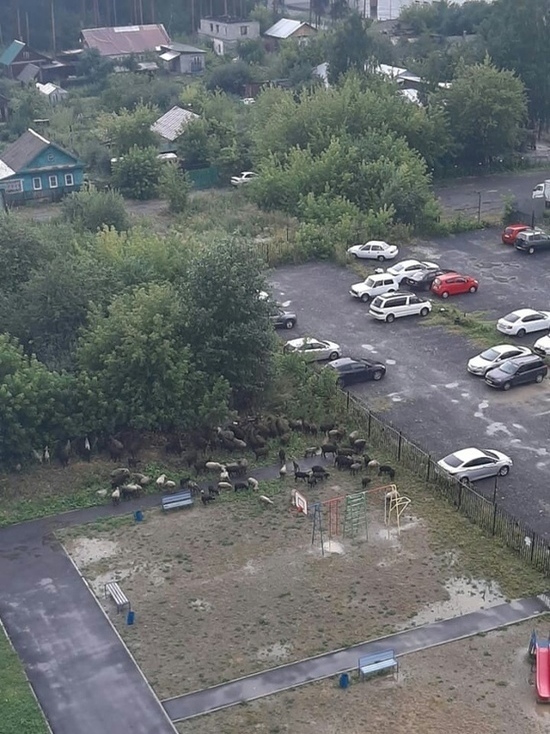 В Екатеринбурге на детской площадке выгуливали стадо баранов