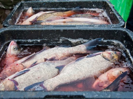 На рынке в Волгоградской области торговали сомнительной рыбой
