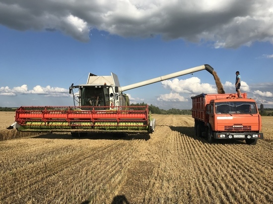 Урожай зерновых в Ивановской области обещает быть сильно больше прошлогоднего