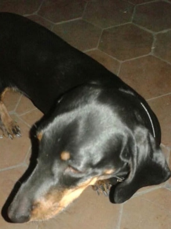 Любящий дядя из калмыцкого Комсомольского отравил чужую собаку ядовитой конфетой
