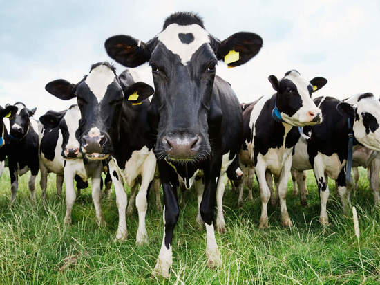 Однако тенденция: в Костромской области впервые за 40 лет увеличилось поголовье молочных коров