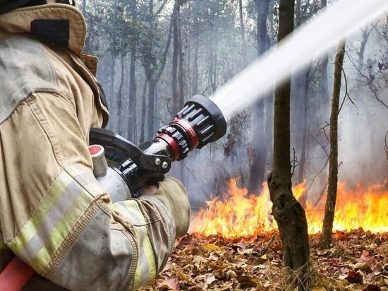 В Тверской области определились, кто стал лучшим лесным пожарным
