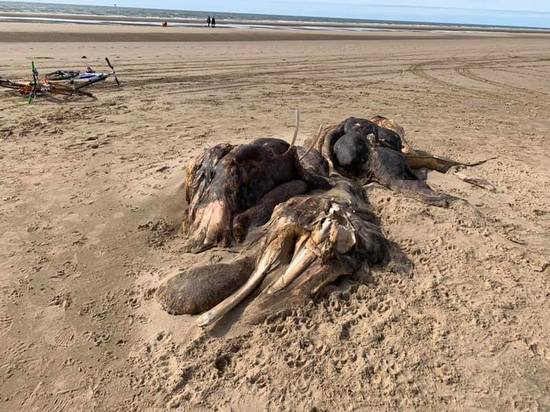 На британском пляже нашли тушу неопознанного существа