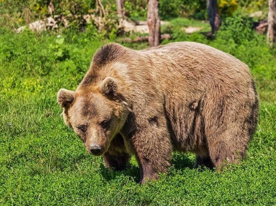 Несколько раз напавшего на кузбасскую пасеку медведя разрешили застрелить