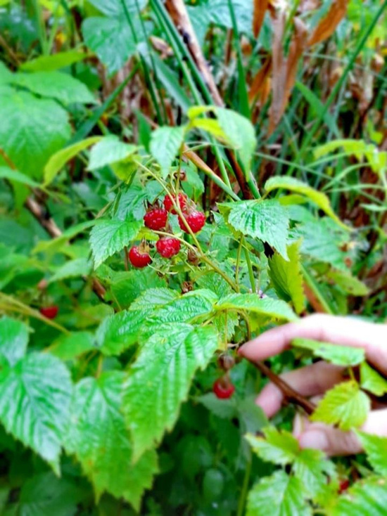 В понедельник смолян ждет сухая и комфортная погода