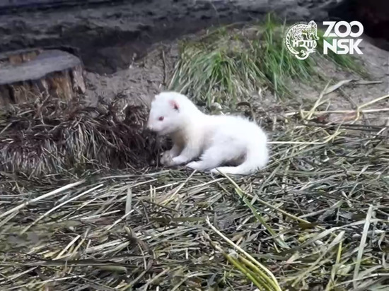 Новосибирский зоопарк показал редких альбиносов