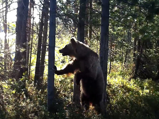 В Кандалакшском заповеднике засняли необычное поведение медведя