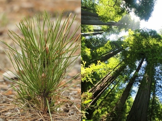Ученые намерены вырастить в Европе доисторические деревья-гиганты