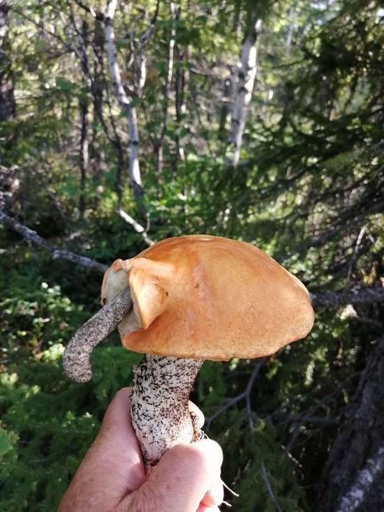 Житель Лабытнанги нашел в лесу необычные грибы